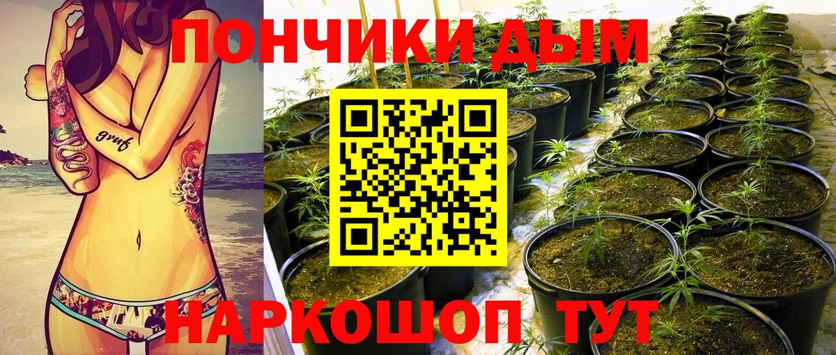 Каннабис сатива Усть-Джегута